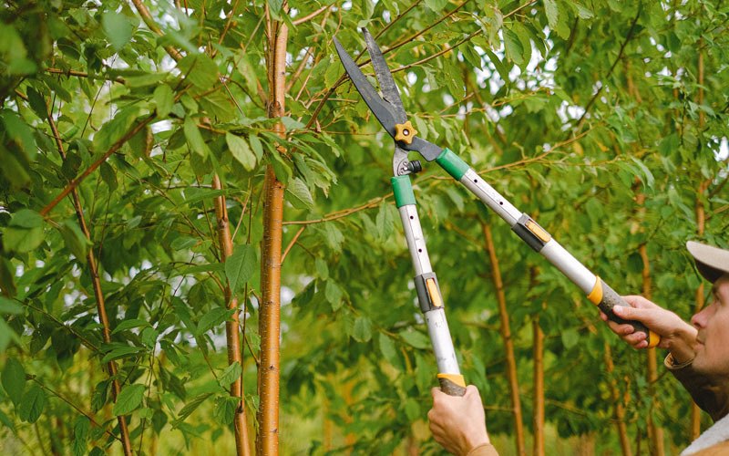 Tree trimming in Mount Calvary, WI