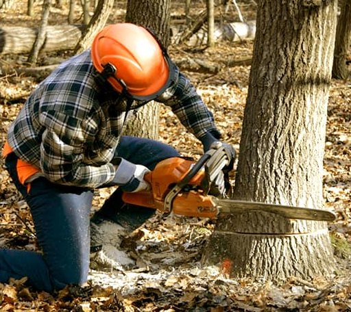 Tree Removal in Mount Calvary, WI